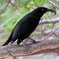 Carib Grackle